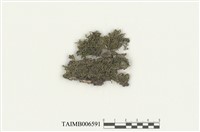 藏品(頂鱗蘚屬)的圖片